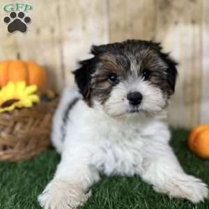 Carson, Biewer Terrier Puppy